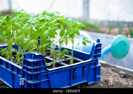 Junge Tomatensämlinge in Töpfen im Gewächshaus. Wie man zu Hause Nahrung anbauen. Sprossen grüne Pflanze und Garten zu Hause. Stockfoto
