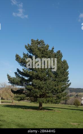 Frühlingslaub und Zapfen einer Monterey Pine Tree (Pinus radiata) in Parkland im ländlichen Devon, England, Großbritannien Stockfoto