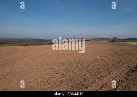 Raked and Rolled Field bereit, mit Frühlingsfrüchten auf einem Feld mit hellem blauen Himmel Hintergrund auf einer Farm im ländlichen Devon, England, Großbritannien, gesät zu werden Stockfoto