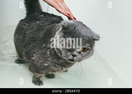 Graue schottische Faltenkatze nimmt ein Bad mit seinem Besitzer. Sie kümmert sich um ihn und wäscht gründlich sein Fell Stockfoto