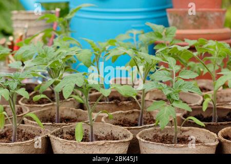 Tomatensämlinge. Solanum lycopersicum. Hausgemachte Tomatensämlinge in biologisch abbaubaren Töpfen unter der Decke zum Schutz vor kaltem Wetter. UK Stockfoto