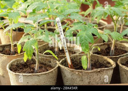 Solanum lycopersicum 'Goldener Sonnenaufgang'. Hausgemachte Tomatensämlinge in biologisch abbaubaren Töpfen unter Deckel vor kaltem Wetter zu schützen. GROSSBRITANNIEN Stockfoto