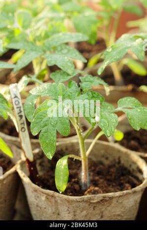 Tomatenpflanzen im Säuglingsalter. Solanum lycopersicum. Hausgemachte Tomatensämlinge in biologisch abbaubaren Töpfen unter der Decke zum Schutz vor kaltem Wetter. UK Stockfoto