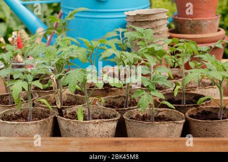 Solanum lycopersicum. Hausgemachte Tomatensämlinge in biologisch abbaubaren Töpfen, die zum Eintopfen bereit sind. GROSSBRITANNIEN Stockfoto