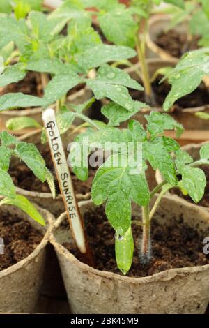 Solanum lycopersicum. Hausgemachte Tomatensämlinge in biologisch abbaubaren Töpfen unter Deckel vor kaltem Wetter zu schützen. GROSSBRITANNIEN Stockfoto