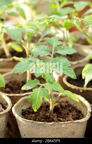 Solanum lycopersicum. Hausgemachte Tomatensämlinge in biologisch abbaubaren Töpfen unter Deckel vor kaltem Wetter zu schützen. GROSSBRITANNIEN Stockfoto