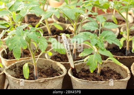 Solanum lycopersicum. Hausgemachte Tomatensämlinge in biologisch abbaubaren Töpfen unter Deckel vor kaltem Wetter zu schützen. GROSSBRITANNIEN Stockfoto