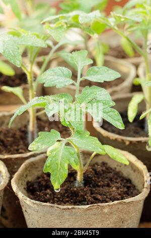 Solanum lycopersicum. Hausgemachte Tomatensämlinge in biologisch abbaubaren Töpfen unter Deckel vor kaltem Wetter zu schützen. GROSSBRITANNIEN Stockfoto