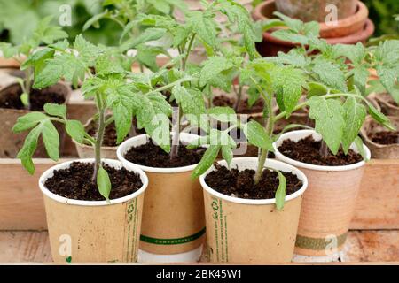 Solanum lycopersicum. Hausgemachte Tomatensämlinge, die während der Sperrung des Coronavirus Covid 19 in hochgetaktete kompostierbare Kaffeetassen gepflanzt wurden. GROSSBRITANNIEN Stockfoto