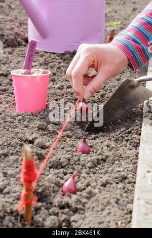 Allium cepa. Pflanzung 'Red Baron' Zwiebel setzt in einem Gemüse Grundstück in einem heimischen Garten im Frühjahr. VEREINIGTES KÖNIGREICH Stockfoto