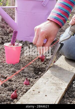 Allium cepa. Pflanzung 'Red Baron' Zwiebel setzt in einem Gemüse Grundstück in einem heimischen Garten im Frühjahr. VEREINIGTES KÖNIGREICH Stockfoto