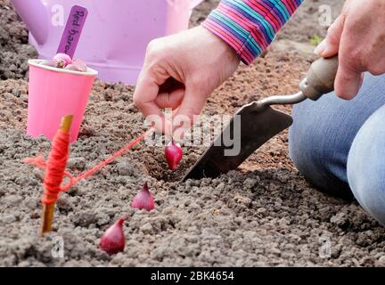 Allium cepa. Pflanzung 'Red Baron' Zwiebel setzt in einem Gemüse Grundstück in einem heimischen Garten im Frühjahr. VEREINIGTES KÖNIGREICH Stockfoto