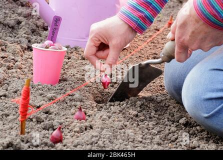 Allium cepa. Pflanzung 'Red Baron' Zwiebel setzt in einem Gemüse Grundstück in einem heimischen Garten im Frühjahr. VEREINIGTES KÖNIGREICH Stockfoto