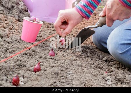 Allium cepa. Pflanzung 'Red Baron' Zwiebel setzt in einem Gemüse Grundstück in einem heimischen Garten im Frühjahr. VEREINIGTES KÖNIGREICH Stockfoto