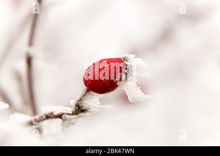 Hagebutte unter Raureif im Winter Stockfoto