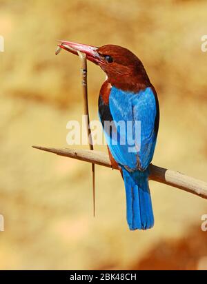 Weißer reihender Eisvogel mit Schlange in der Schnabel Stockfoto