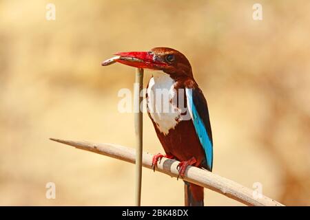 Weißer reihender Eisvogel mit Schlange in der Schnabel Stockfoto