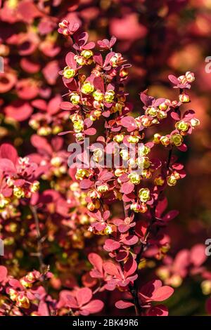 Japanische Berberitze Red Berberis thunbergii Orange Rocket Stockfoto