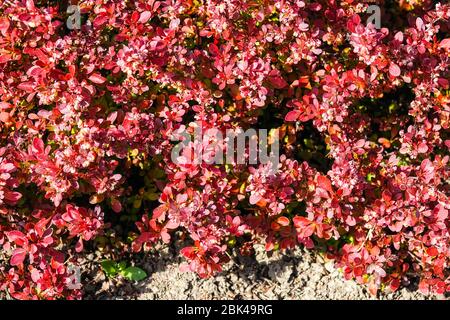 Japanische Berberitze Red Berberis thunbergii 'Bewunderung' Stockfoto