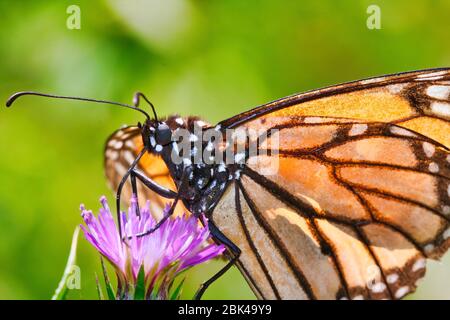 Nahaufnahme eines Monarch-Schmetterlings, der Nektar von einer rosa Distel schlürft. Stockfoto