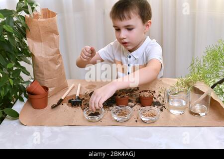 Das Kind ist damit beschäftigt, Mikro-Grüns-Samen in kleinen Töpfen zu Pflanzen. Der Junge nimmt kleine Schwarzkohlsamen. Stockfoto