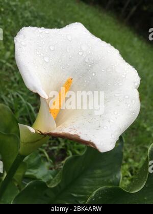 arum blüht im Frühling im Regen in einem Park Stockfoto