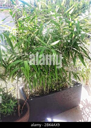 Einige Bambus in einem Topf Stockfoto