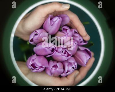 Tulpen in den Händen schauen durch eine Lupe für medizinische Verfahren. Stockfoto