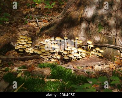Eine große Anzahl von kleinen Pilzen am Fuße eines Baumes Stockfoto