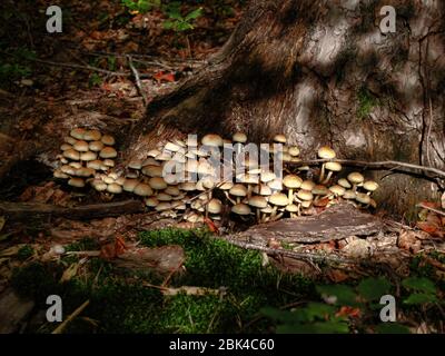 Eine große Anzahl von kleinen Pilzen am Fuße eines Baumes Stockfoto