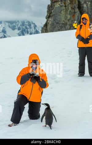 Menschen mit Chinstrap-Pinguinen (Pygoscelis antarcticus) auf Halbmond bei Livingston Island auf den Südshetlandinseln der Antarktischen Halbinsel r Stockfoto