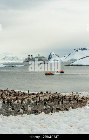 Gentoo Pinguinkolonie (Pygoscelis papua) auf der Insel Cuverville in der antarktischen Halbinsel mit Kreuzfahrtschiff Seabourn Quest und Zodiacs im Backgro Stockfoto