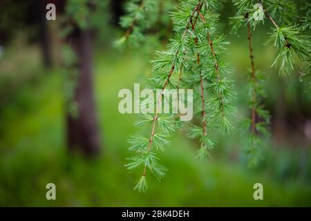 Regen fällt auf grünen Lärchenzweig, Sommer Baum Hintergrund Stockfoto