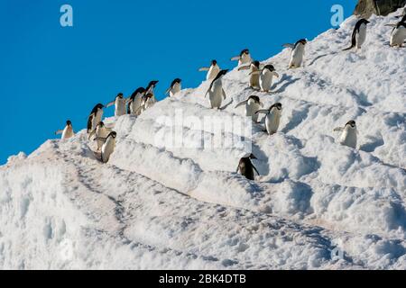 Adelie-Pinguine (Pygoscelis adeliae), die von der Kolonie über Schnee zum Ufer wandern, um sich in der Hope Bay, Antarktische Halbinsel, zu ernähren Stockfoto