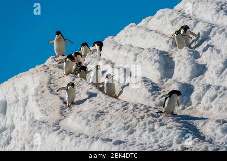 Adelie-Pinguine (Pygoscelis adeliae), die von der Kolonie über Schnee zum Ufer wandern, um sich in der Hope Bay, Antarktische Halbinsel, zu ernähren Stockfoto