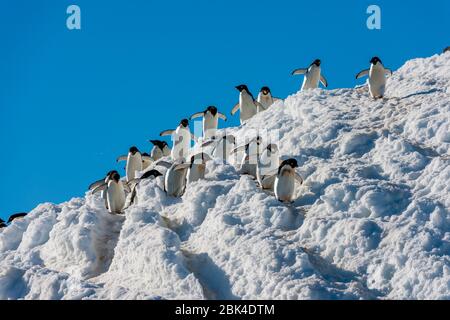 Adelie-Pinguine (Pygoscelis adeliae), die von der Kolonie über Schnee zum Ufer wandern, um sich in der Hope Bay, Antarktische Halbinsel, zu ernähren Stockfoto