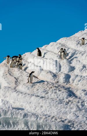 Adelie-Pinguine (Pygoscelis adeliae), die von der Kolonie über Schnee zum Ufer wandern, um sich in der Hope Bay, Antarktische Halbinsel, zu ernähren Stockfoto