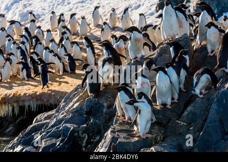 Adeliepinguine (Pygoscelis adeliae) warten auf felsigen Küsten, um sich auf See in der Hope Bay, Antarktische Halbinsel zu ernähren Stockfoto