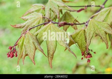 Ahorn Acer palmatum „Amoenum“, Acer „Heptalobum“ Ahornblätter, Blüten, Blüten im Frühling Stockfoto