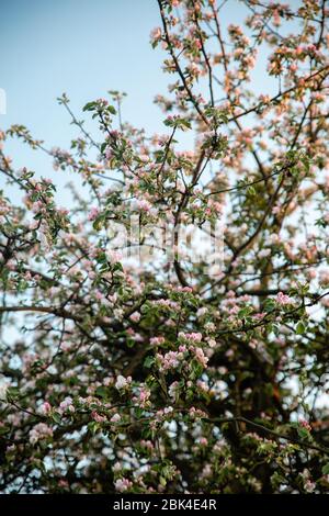 Weiß mit rosa Farbe pple Baumblüte auf hellen Frühling blauen Himmel Hintergrund Stockfoto