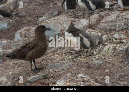 Ein Skua beobachtet die Geißel (Pygoscelis papua) beim Eier brüten, versuchen Eier zu stehlen, in der chilenischen Station Gonz૥z Videla, auf der antarktischen insel Stockfoto