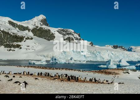 Gentoo-Pinguine (Pygoscelis papua) auf der Insel Cuverville auf der Antarktischen Halbinsel mit ihren im Frühjahr noch schneebedeckten Nestplätzen Stockfoto