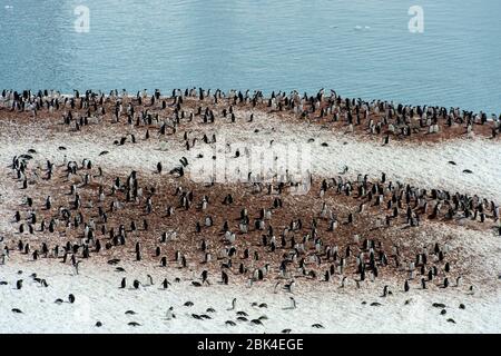 Blick vom Hügel der Gentoo Pinguin (Pygoscelis papua) Kolonie mit Nistplätzen noch mit Schnee im Frühjahr auf Cuverville Island in der Ameise bedeckt Stockfoto