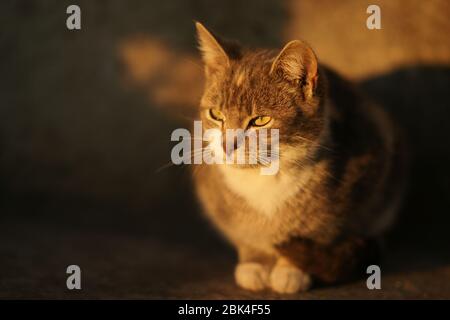 Süße Esche Katze sitzt draußen bei Sonnenuntergang. PET-Portrait Stockfoto