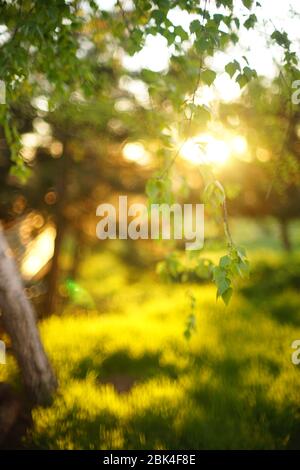 Junge Birke Blätter auf den Zweigen im Frühlingsgarten bei Sonnenuntergang. Stockfoto