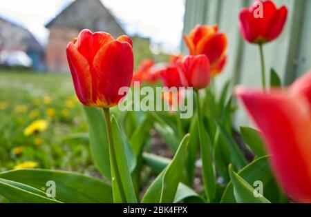 Rote Tulpen im Garten im Frühling Stockfoto
