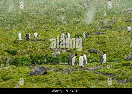 Königspinguine (Aptenodytes patagonicus), die Federn in der Nähe der norwegischen Walfangstation in Grytviken auf der Südgeorgien-Insel in der Sub-Antarktis häuten. Stockfoto