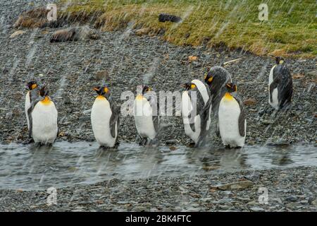 Königspinguine (Aptenodytes patagonicus), die Federn in der Nähe der norwegischen Walfangstation in Grytviken auf der Südgeorgien-Insel in der Sub-Antarktis häuten. Stockfoto