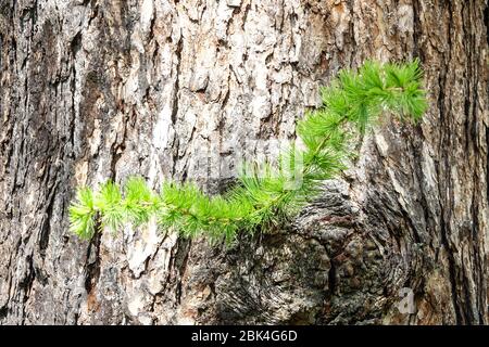 Larix Decidua Europäische Lärche, junge Nadeln auf einem Zweig, Baumrinde Textur, erschießt Baumstämme Stockfoto