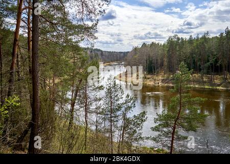 Fluss fließt durch den Wald im Frühling Stockfoto